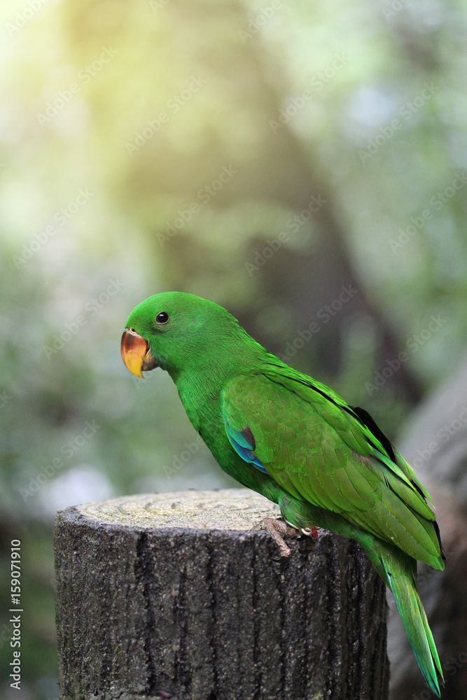 Male Eclectus Parrot, age three months in Natural Park. Male Eclectus Parrot, age three months in Natural Park.