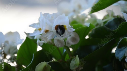Bumblebee flies from flower to flower.