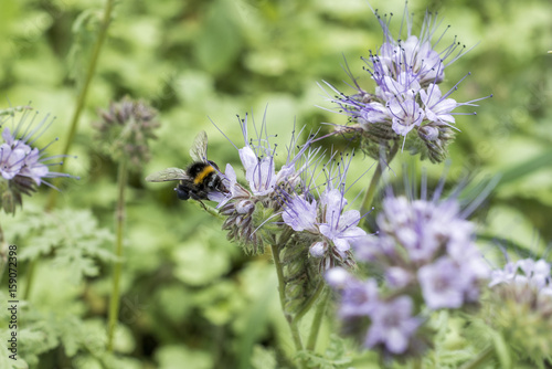 bumblebee closeu bumble bee on Phacelia tanacetifolia honey plant for bees and insect © CL-Medien