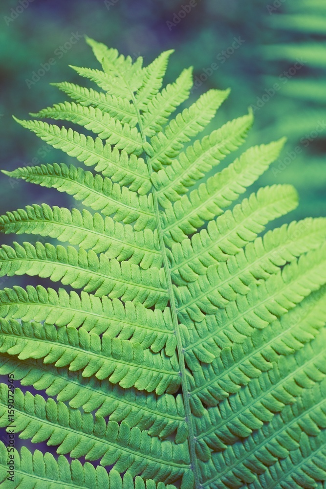 Fern green thicket Fern green thicket