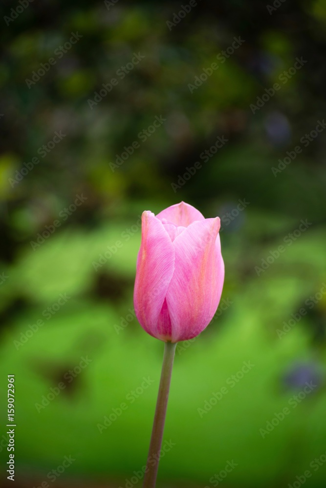 Pink Tulip Pink Tulip