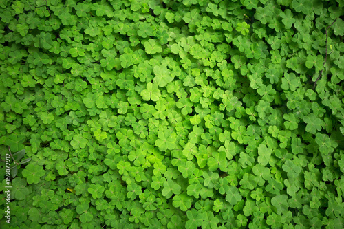 clover leaf background