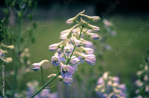 Flowers growing in a garden on the countryside