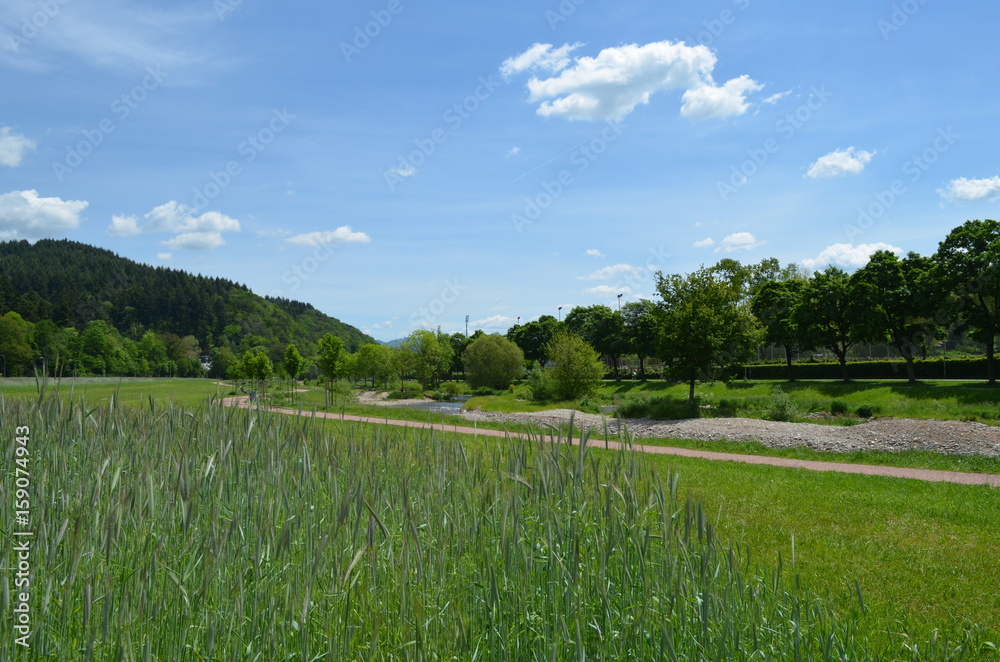 Obraz premium Gerstenfeld an der Dreisam