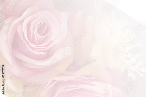 pink roses in soft color