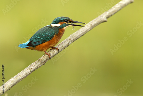 Common kingfisher. Alcedo atthis © Jesus