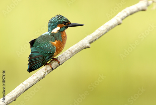 Common kingfisher. Alcedo atthis