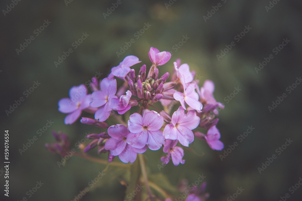 Young bush of decorative violets