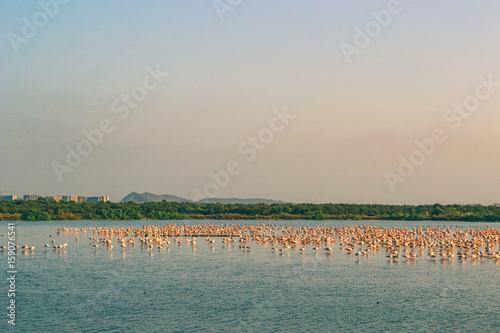 Thousands of Pink Flamingos relaxing on the Lake