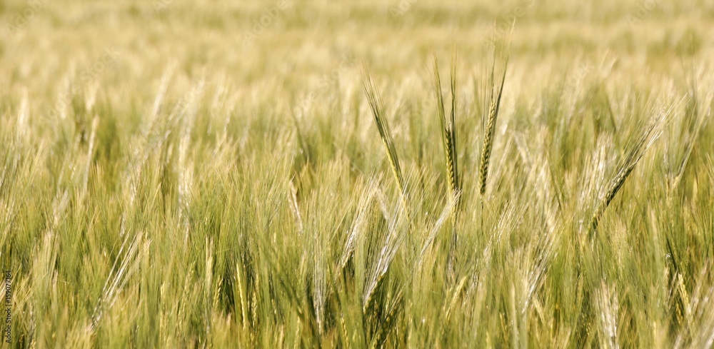 Landscape with wheat field in Spring sunshine