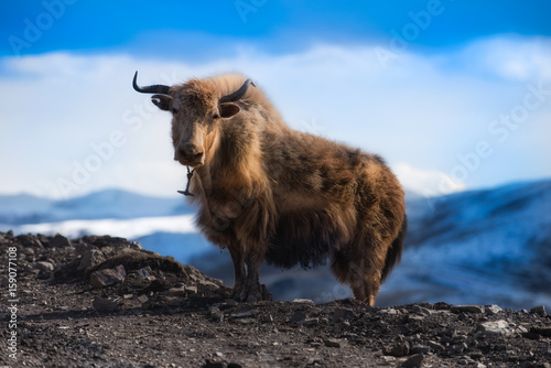 yak on the mountain photo