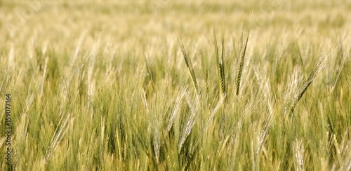 Landscape with wheat field in Spring sunshine