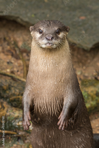 Asian small-clawed otter lie down on the rock.