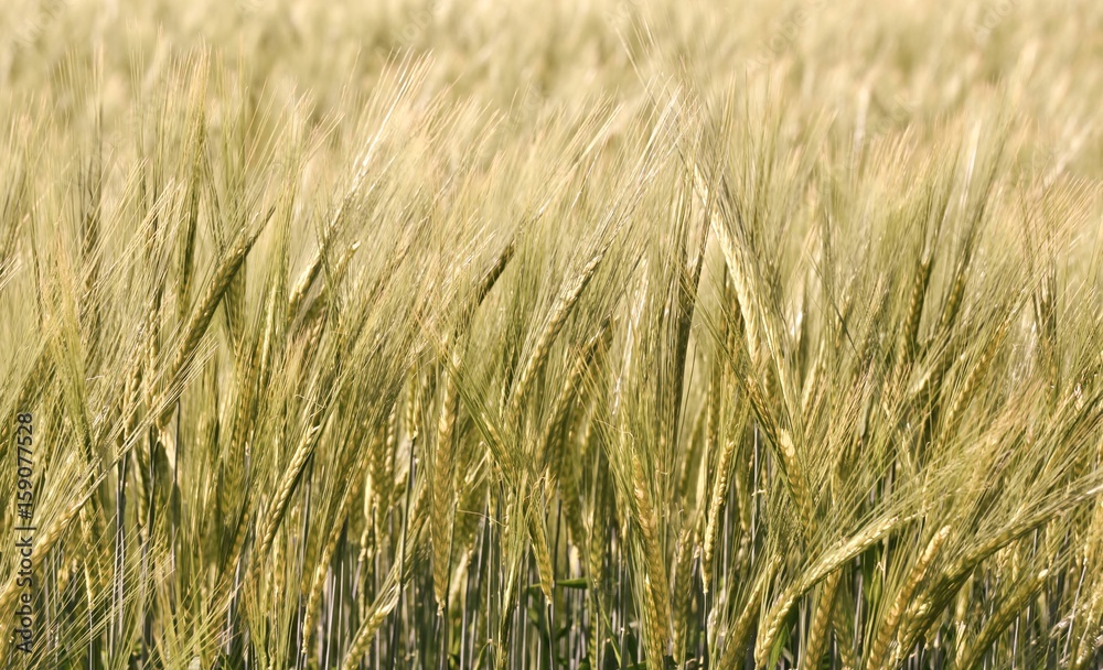 Fototapeta premium Landscape with wheat field in Spring sunshine