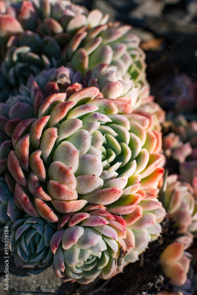 View of Echeveria Elegans View of Echeveria Elegans