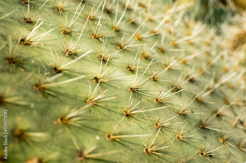 View of cactus spikes