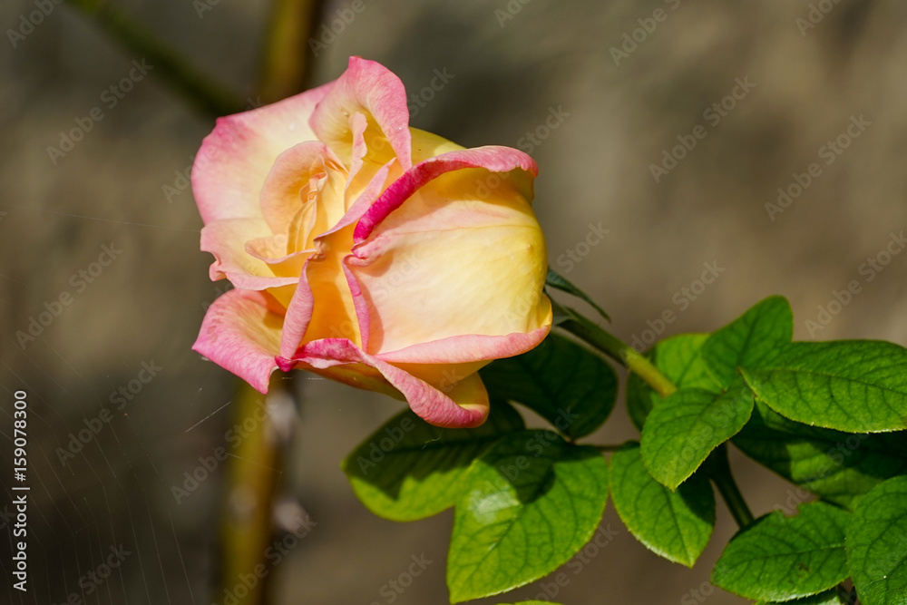 beautiful rose on a green background of leaves and grass