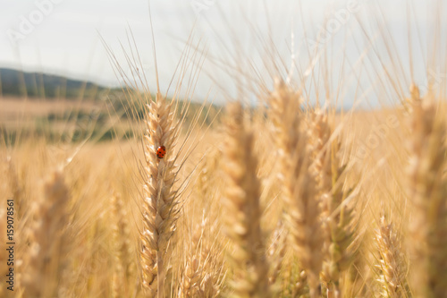 coccinella su grano