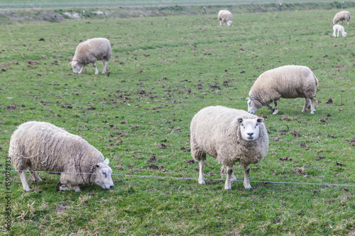 Herd of sheep on the dike © naiveangelde
