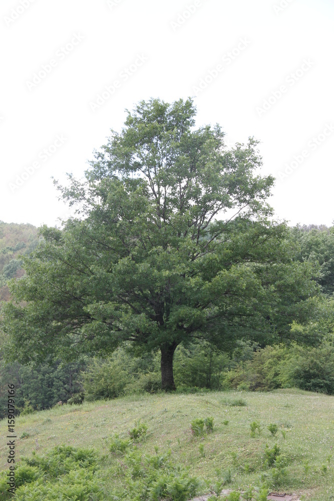 Obraz premium Albero