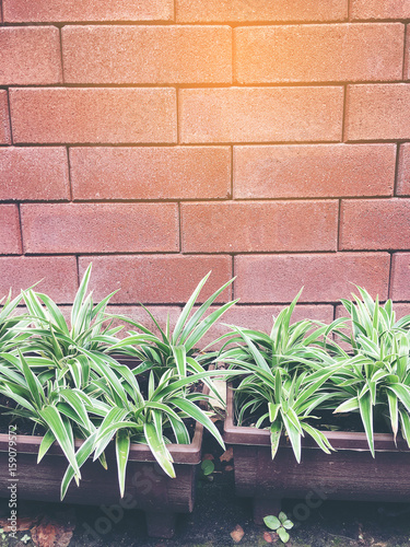 green leaves against the background of orange old brick wall