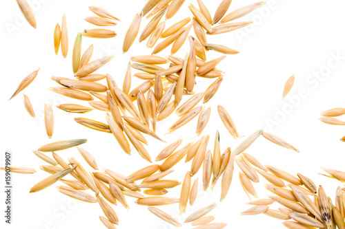 Grain of oats isolated on white background