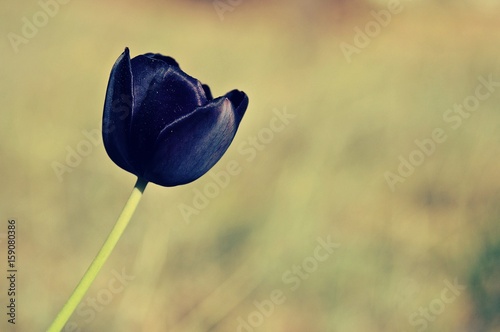 purple tulip
