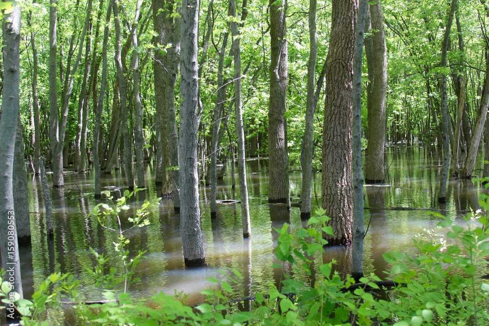 The flood water in the flooded forest. The flood water in the flooded forest.