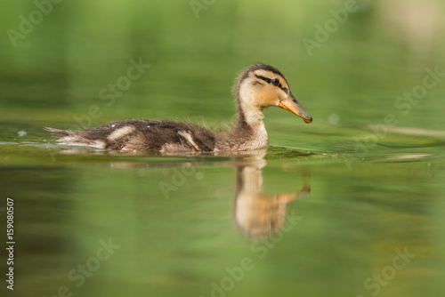 Mallard, Duck - nestling
