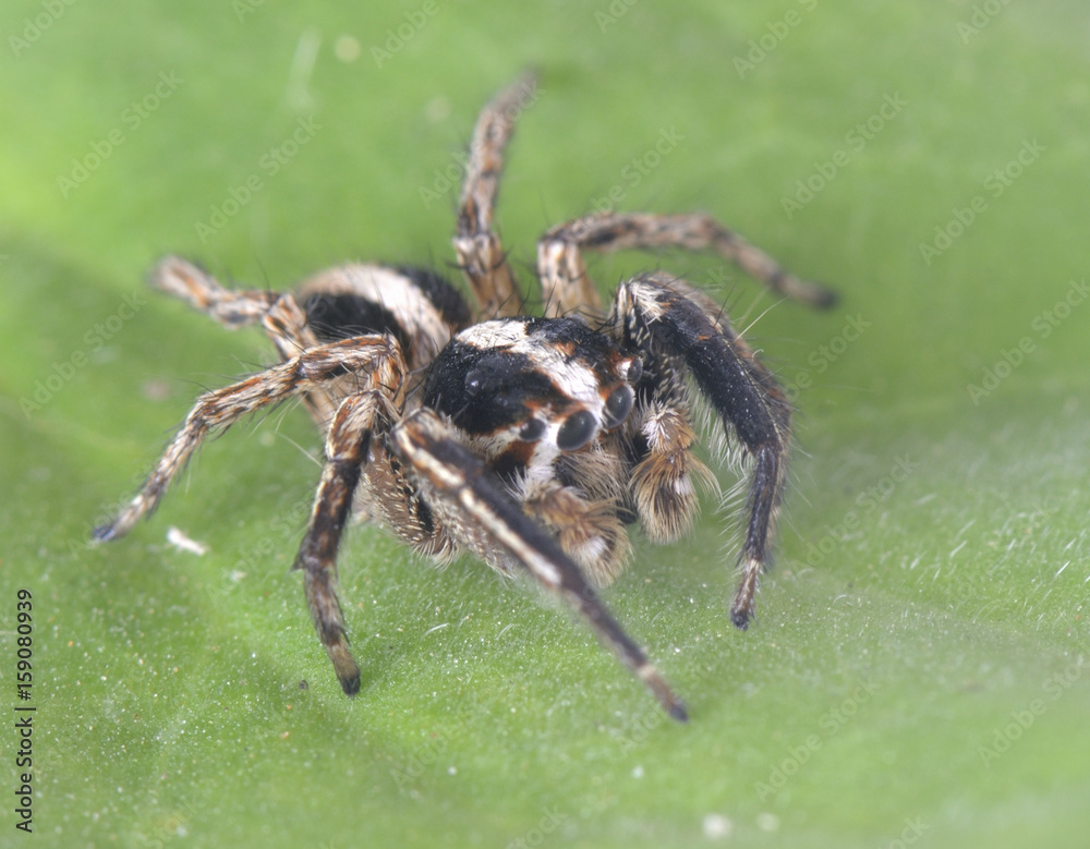 Spider arthropod animal