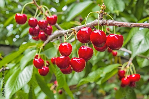 Berries of a cherry on a branch in a orchard