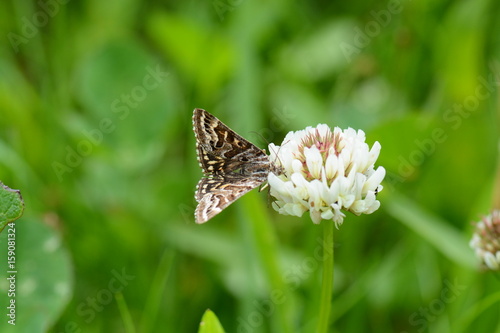 mother shipton moth (callistege mi) feeding on a clover flower , seaton country park,  cornwall, uk photo