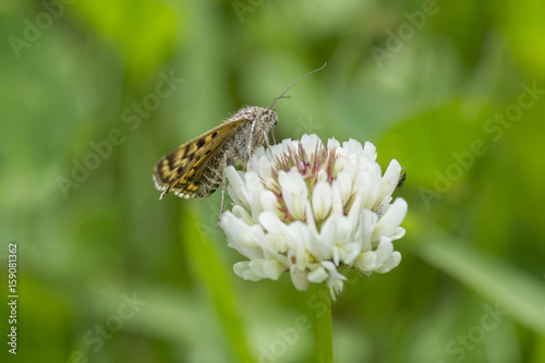 mother shipton moth (callistege mi) feeding on a clover flower , seaton country park,  cornwall, uk photo