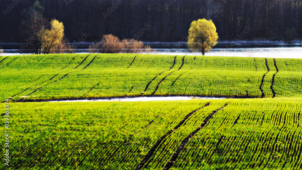 Spring field Spring field