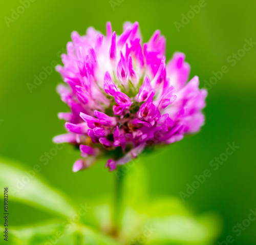 Beautiful flower on clover in nature