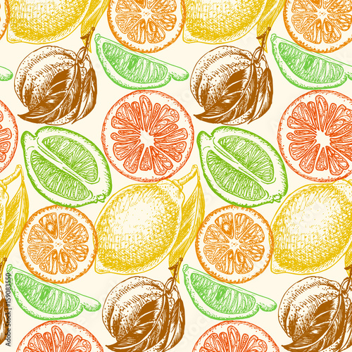 Vector sketch background fruit. Citrus