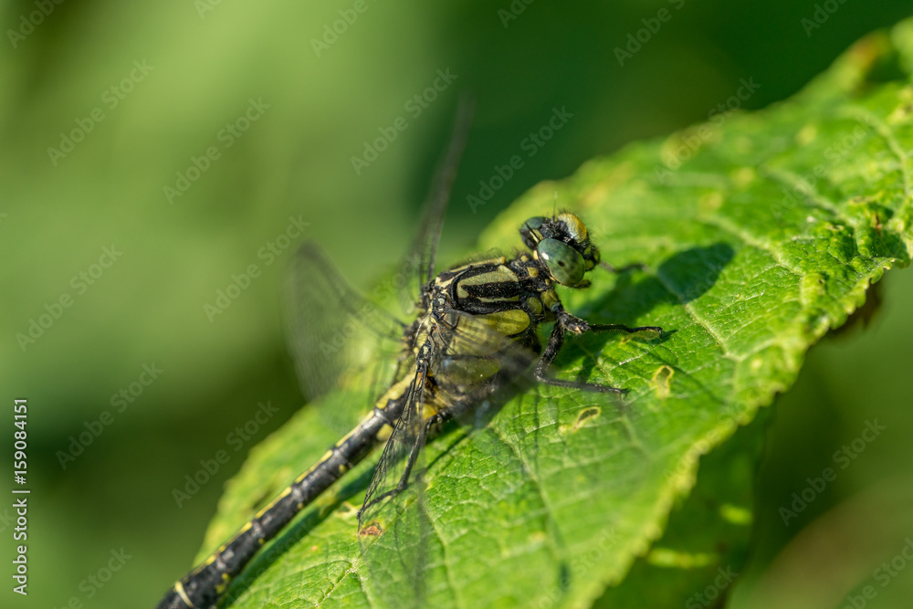 Dragon fly on a green leaf Dragon fly on a green leaf