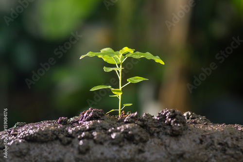 Growing plant , Young sprout , Plant seeding , Agriculture concept.