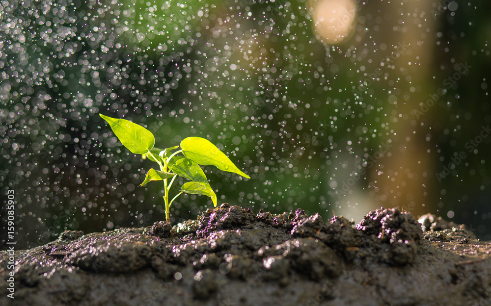 Φωτογραφία Agriculture , Growing plants , Plant seedling , Nurturing and watering young plants growing on fertile soil with natural green background
