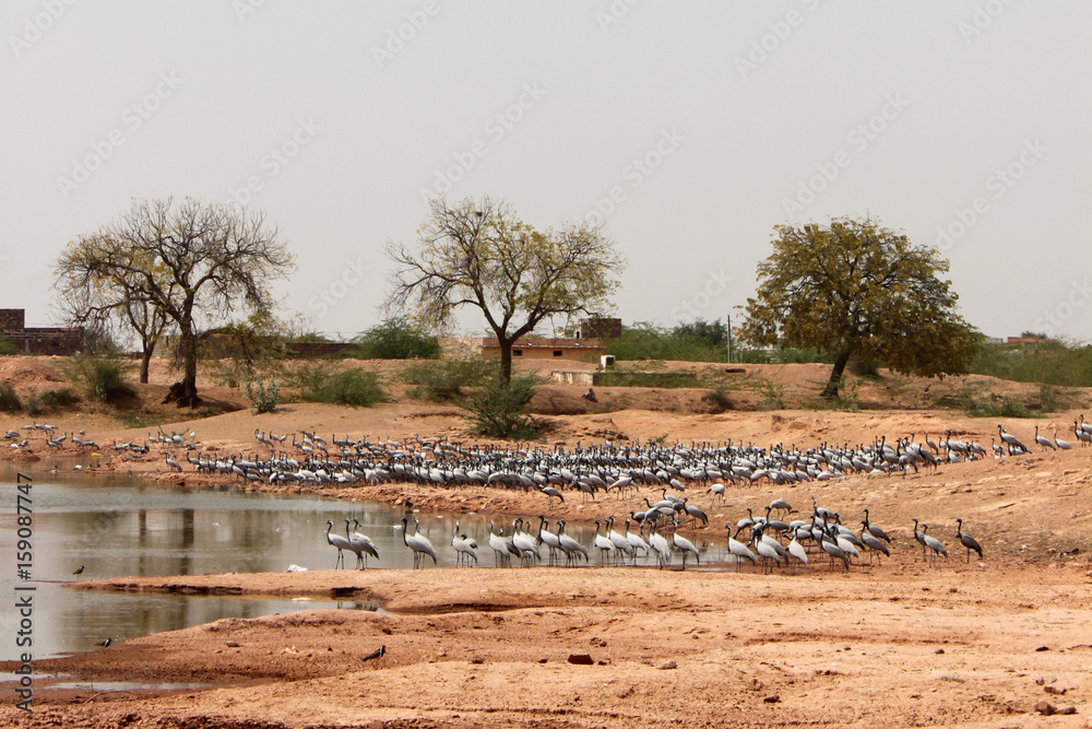 Kolonie von Jungfernkranichen (Anthropoides virgo) am Khichan Bird Sanctuary in Rajasthan, Indien