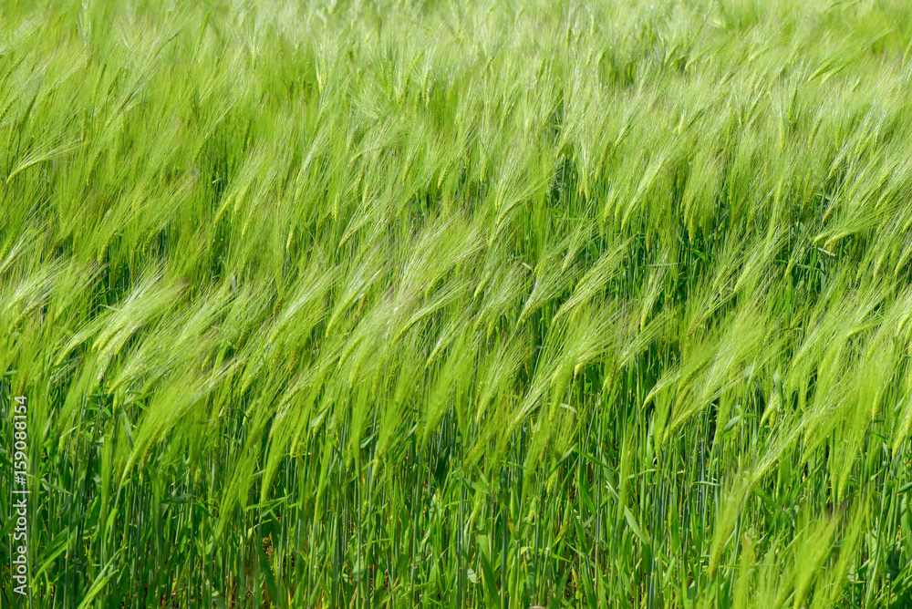 Green wheat field in the wind Green wheat field in the wind