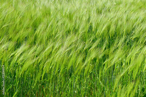 Green wheat field in the wind