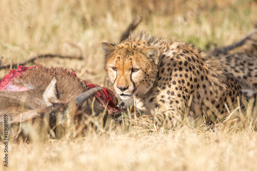 Photography Cheetah with prey