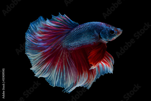siam betta fiah