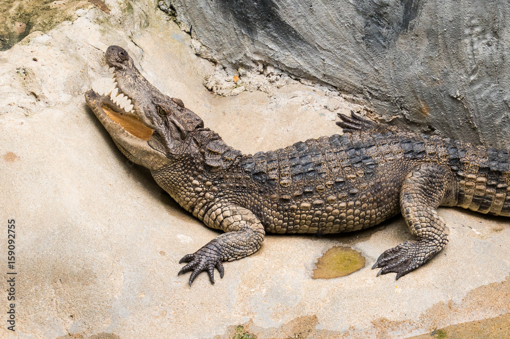 Crocodile with an open mouth, Bangkok, Thailand Crocodile with an open mouth, Bangkok, Thailand