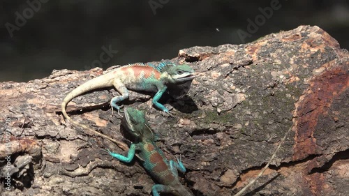 thai chameleon fighting  in garden. photo