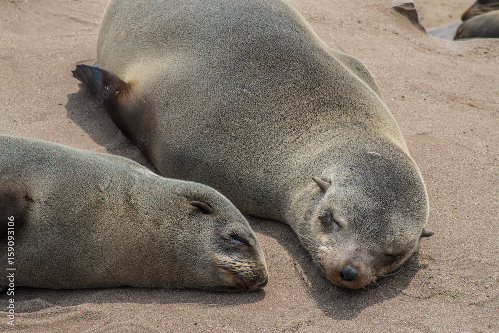 Sea wolves resting in Cape cross - Namibia Sea wolves resting in Cape cross - Namibia