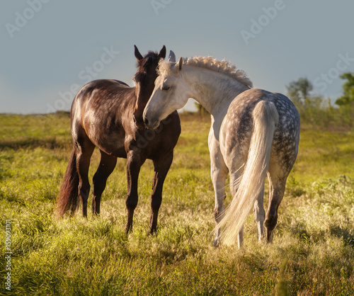 Dapple-grey and bay horses together in evening