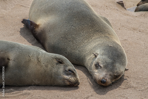 Sea wolves resting in Cape cross - Namibia