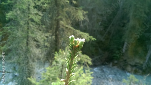 Wald